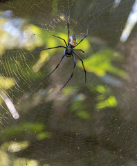 A Large Spider