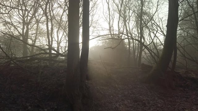 A slow pan through a forest glowing in a thin mist, glimpsing the sun through trees. Pan, 4K.