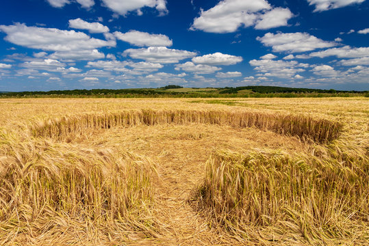 Small crop circle in a wheat field in Dorset