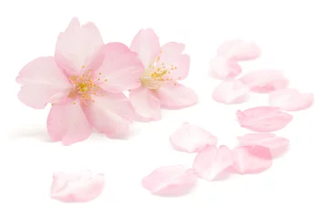 Fototapeten Kirschblüte Frühling weißer Hintergrund © Naoki Kim
