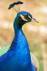 Obraz premium Beautiful Peacock