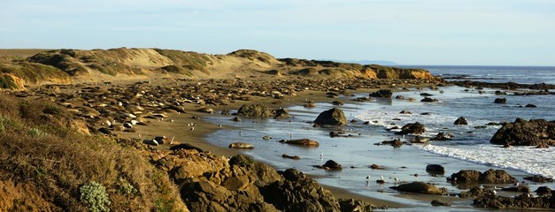 Elephant seals colony on sandy California shore in the evening