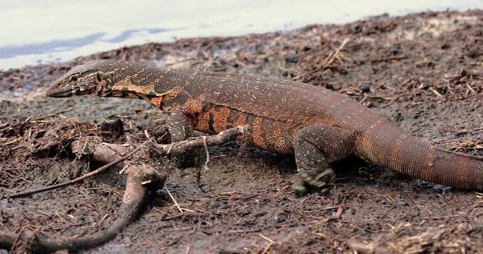 Monitor a lizard near a pond, South Africa