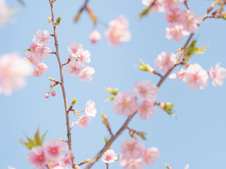 空に広がる桜の花と枝