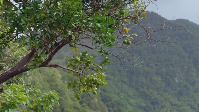 Scenic footage from Mount Tabac on the island of St. Lucia.