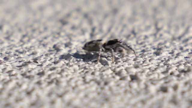 Close up shot of a cute looking spider walking and looking into the camera.