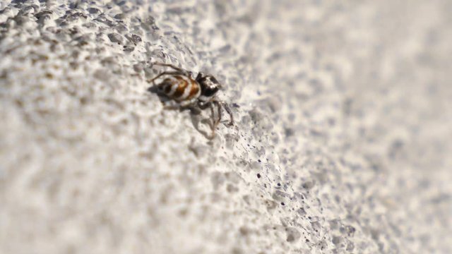 Macro shot of a cute looking spider walking over concrete and stoping to look into the camera.