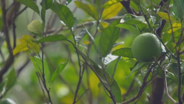 Scenic footage from Mount Tabac on the island of St. Lucia.