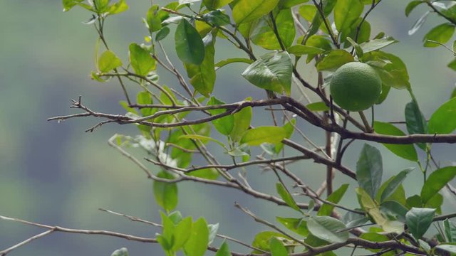 Scenic footage from Mount Tabac on the island of St. Lucia.