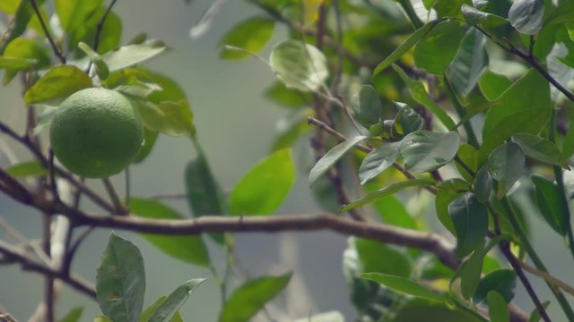 Scenic footage from Mount Tabac on the island of St. Lucia.