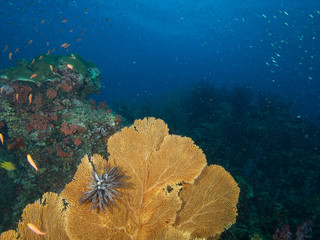 Plongée .Thailande