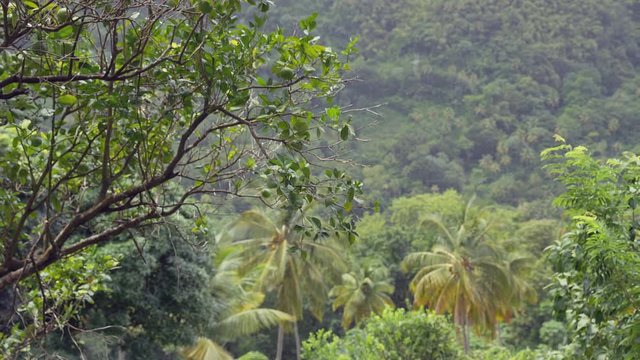 Scenic footage from Mount Tabac on the island of St. Lucia.