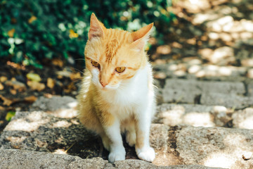 Close - up stupid yard cat sitting on the steps and looks sad eyes.