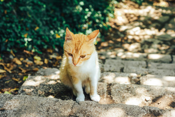 Stupid yard cat sitting on the steps and looks sad eyes.