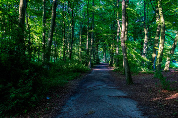A mud road creating a path in Haagse Bos, forest in The Hague
