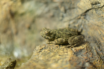Asian Giant Toad on a rock