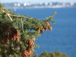 Pinecones on branch, ocean in background