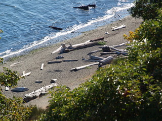 Empty beach with logs