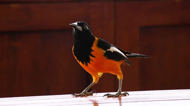 A beautiful orange Trupial bird scavenging for food on a table in Curacao