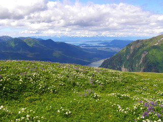 Nature in Alaska in summer in the city of Juneau
