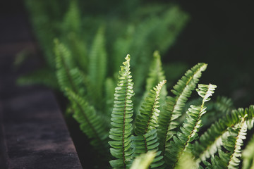 fern in forest
