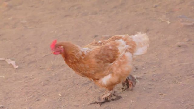 A chicken walks down a dirt road in Peru.