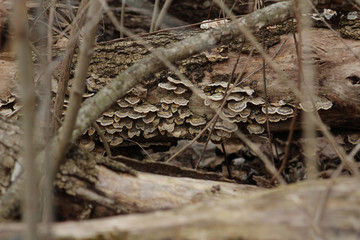 Brown Fungus on Log