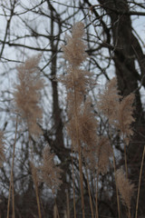 Brown Grass in the Winter