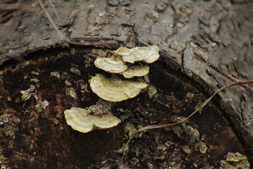 Fungus Close Up