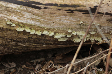 Fungus on a Log