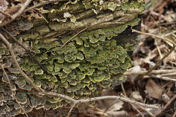 Green Fungus