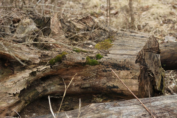 Green on the Fallen Log