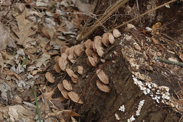 White and Brown Fungus on the Log