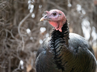 Close Up of the Head and Chest of a Turkey Hen