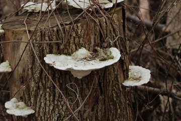 Fototapeta premium White Shelf Fungus
