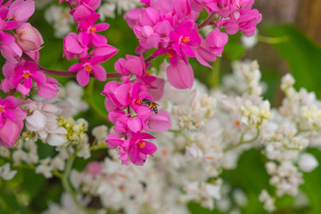 Bee on pink flowers