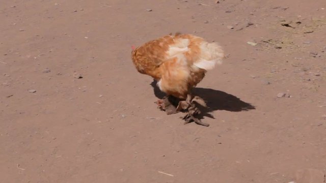 A chicken walks down a dirt road in Peru looking for food.