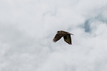 Obraz premium Bird with Prey