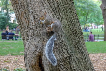 Squirrel on a tree in Central Park, NY