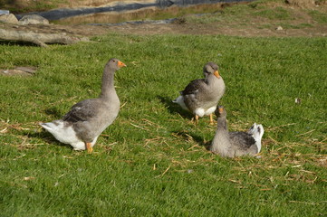 Trois oies