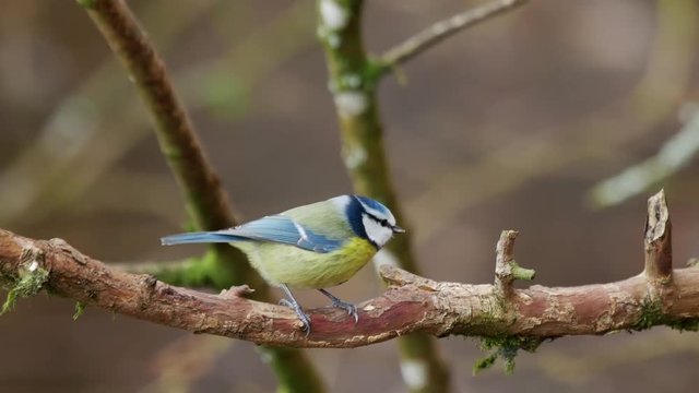 Eurasian blue tit perched on a branch and flies off.