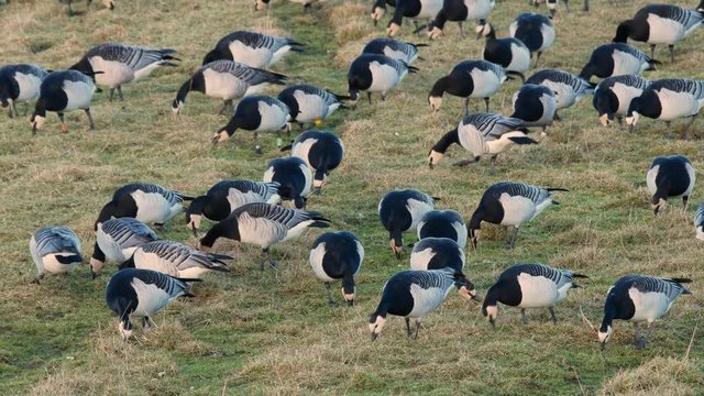 Flock of barnacle geese grazing in a field lit by the evening light at Caerlaverock wetland centre South West Scotland.