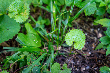 Plant with a large green leaf in Haagse Bos, forest in The Hague