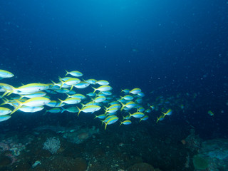 Plongée .Thailande