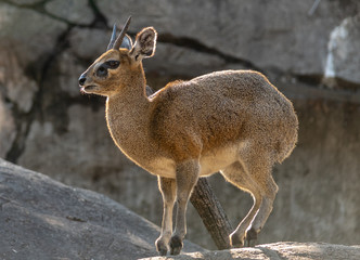 Kirk's dik dik