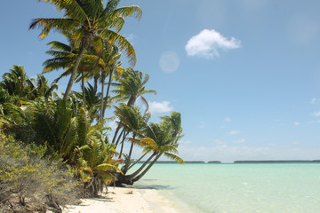 Tropical turquoise sea with palmtrees