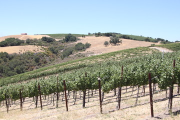 Rows of grape vines