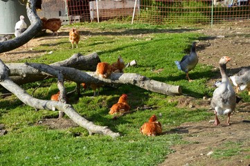 Basse-cour poules oies