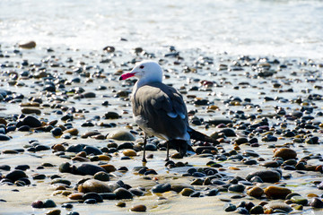 Seagulls on a rocky beach before sunset time.  California, San Diego, La Jolla