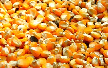 background of dried corn
